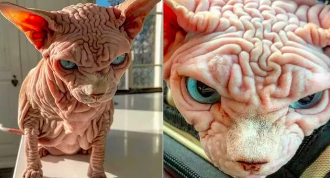 Xherdan, il gatto da urlo